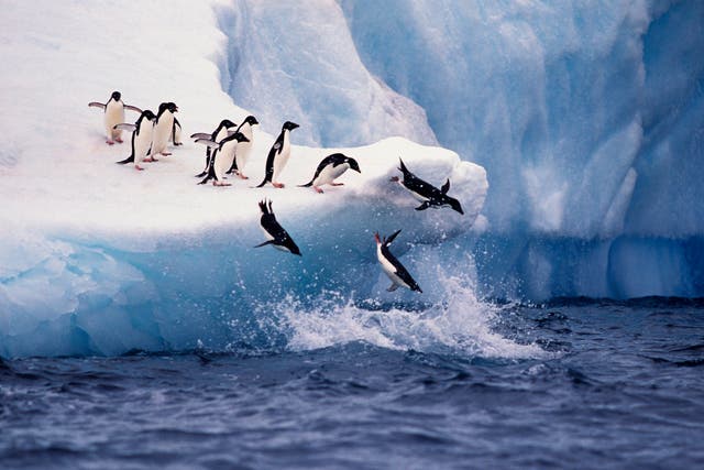 Adélie penguins jump from the ice into the sea off Paulette Island in Antarctica