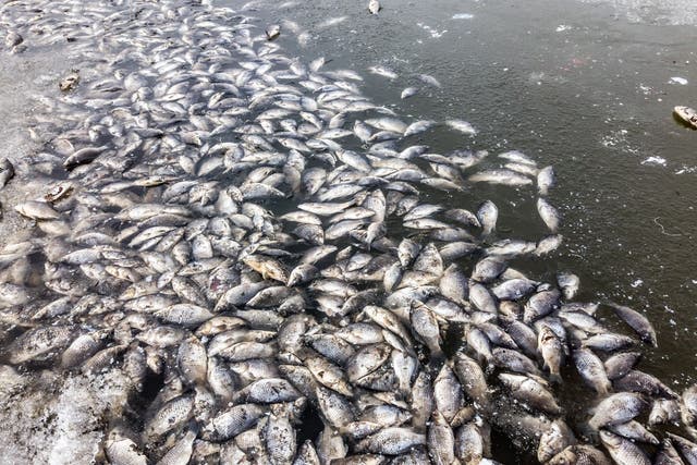 Lake heatwaves have been linked to mass fish deaths