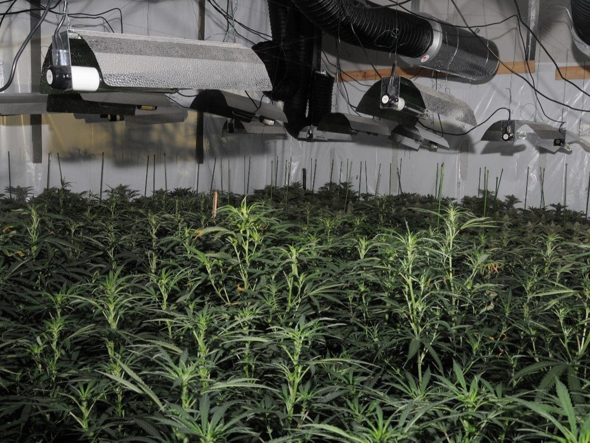 ‘Significant’ cannabis factory discovered next to Bank of England in City of London