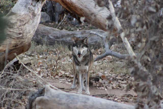 Endangered Wolves Mexico