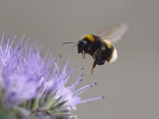 Pesticide set for return in UK despite EU ban ‘stops bees sleeping’