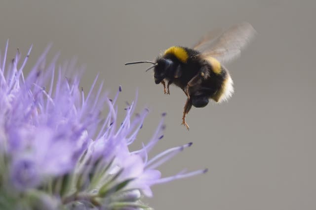 <p>Plight of the bumblebee: Both bees and flies struggle to catch a few Zs after coming into contact with neocotinoids</p>