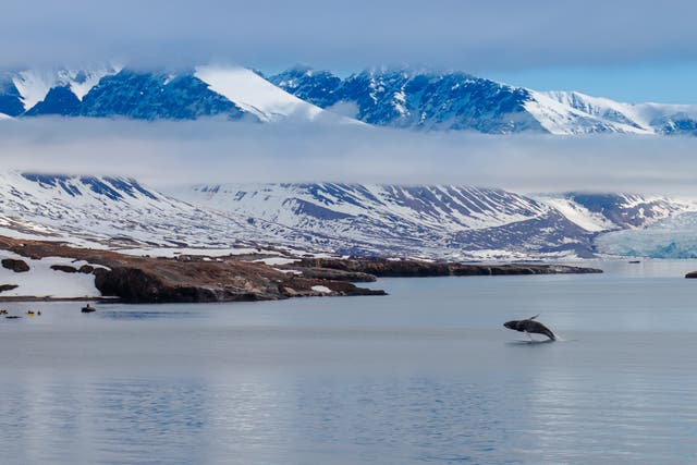<p>A killer whale chases herrings in the Arctic Circle</p>