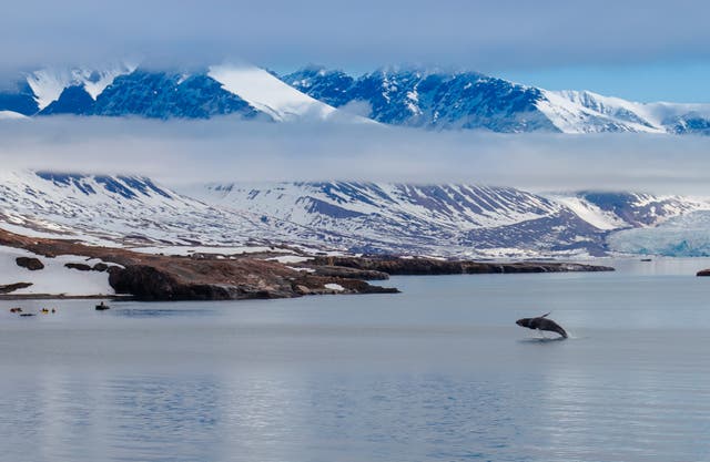 <p>A killer whale chases herrings in the Arctic Circle</p>