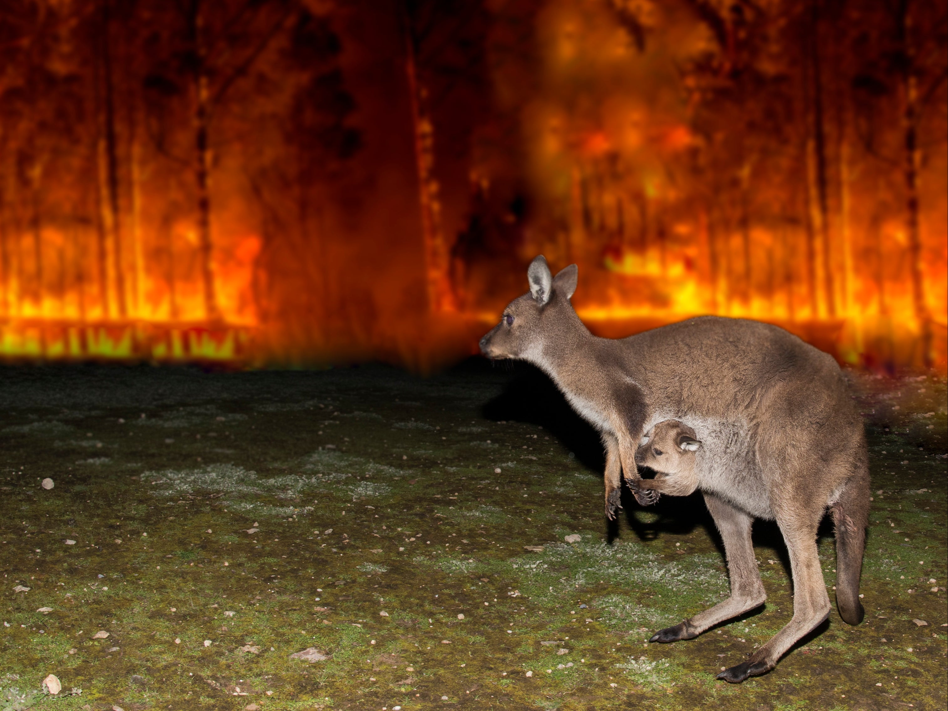 A kangaroo escapes a bushfire in Australia in 2020