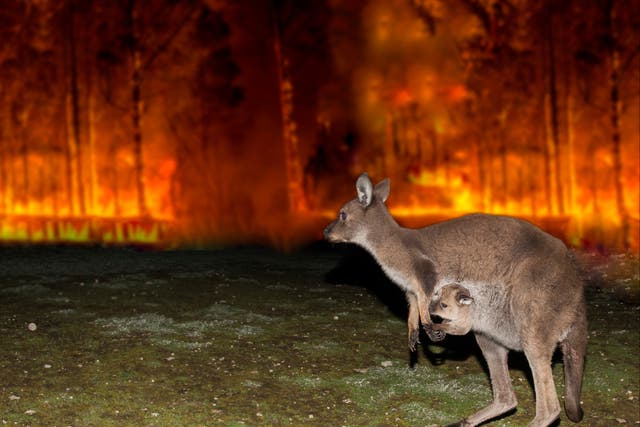 A kangaroo escapes a bushfire in Australia in 2020