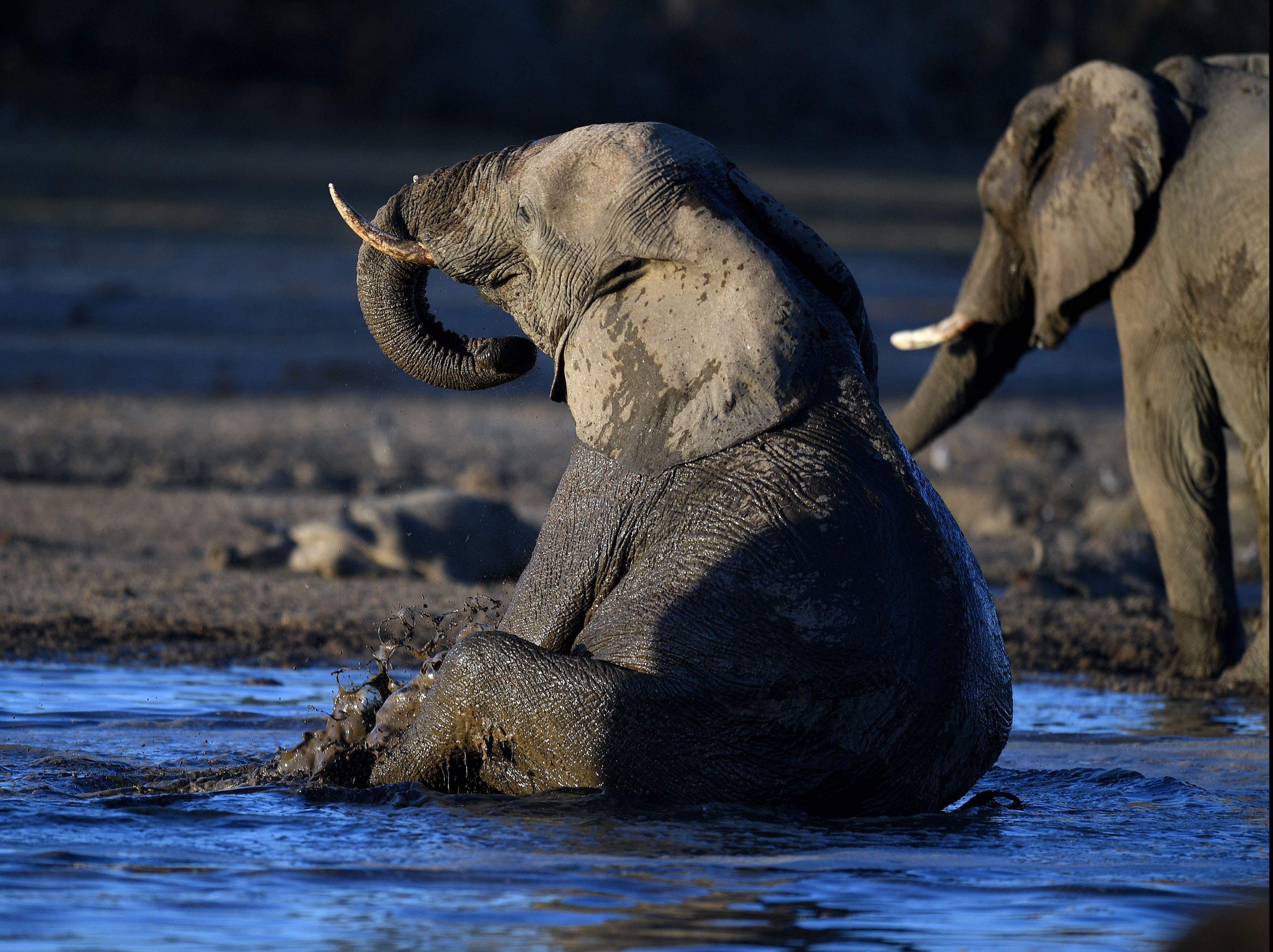 An elephant sits in water in the Okavango Delta near the Nxaraga village in the outskirt of Maun, Botswana