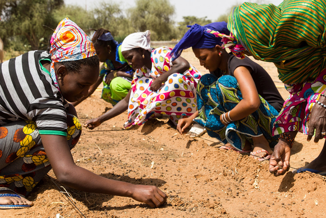 <p>Women planting along the Great Green Wall</p>