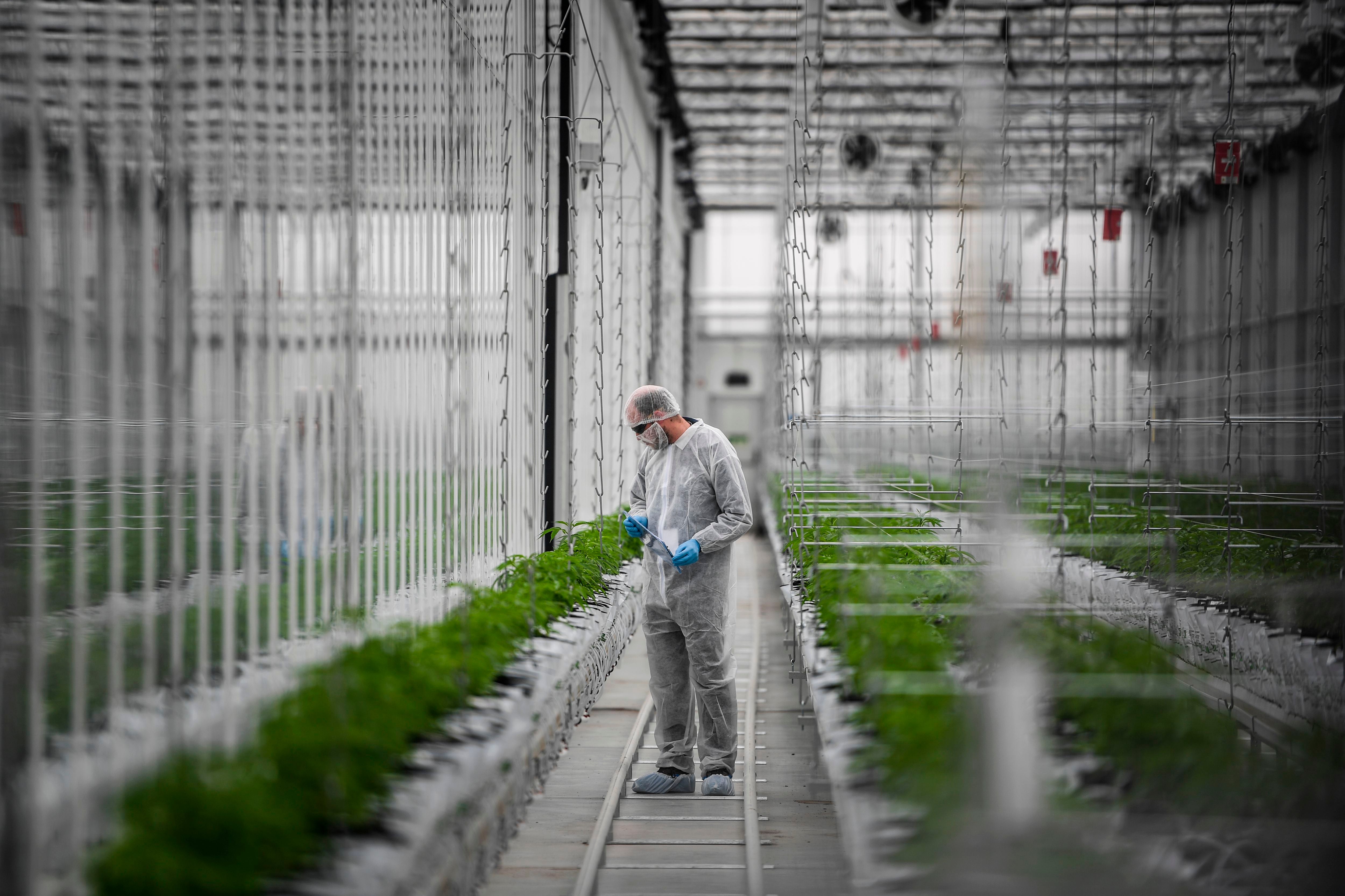 A worker checks cannabis plants in a greenhouse in Cantanhede, Portugal. The Tilray medical company aims to become a world leader in the production of therapeutic cannabis&nbsp;