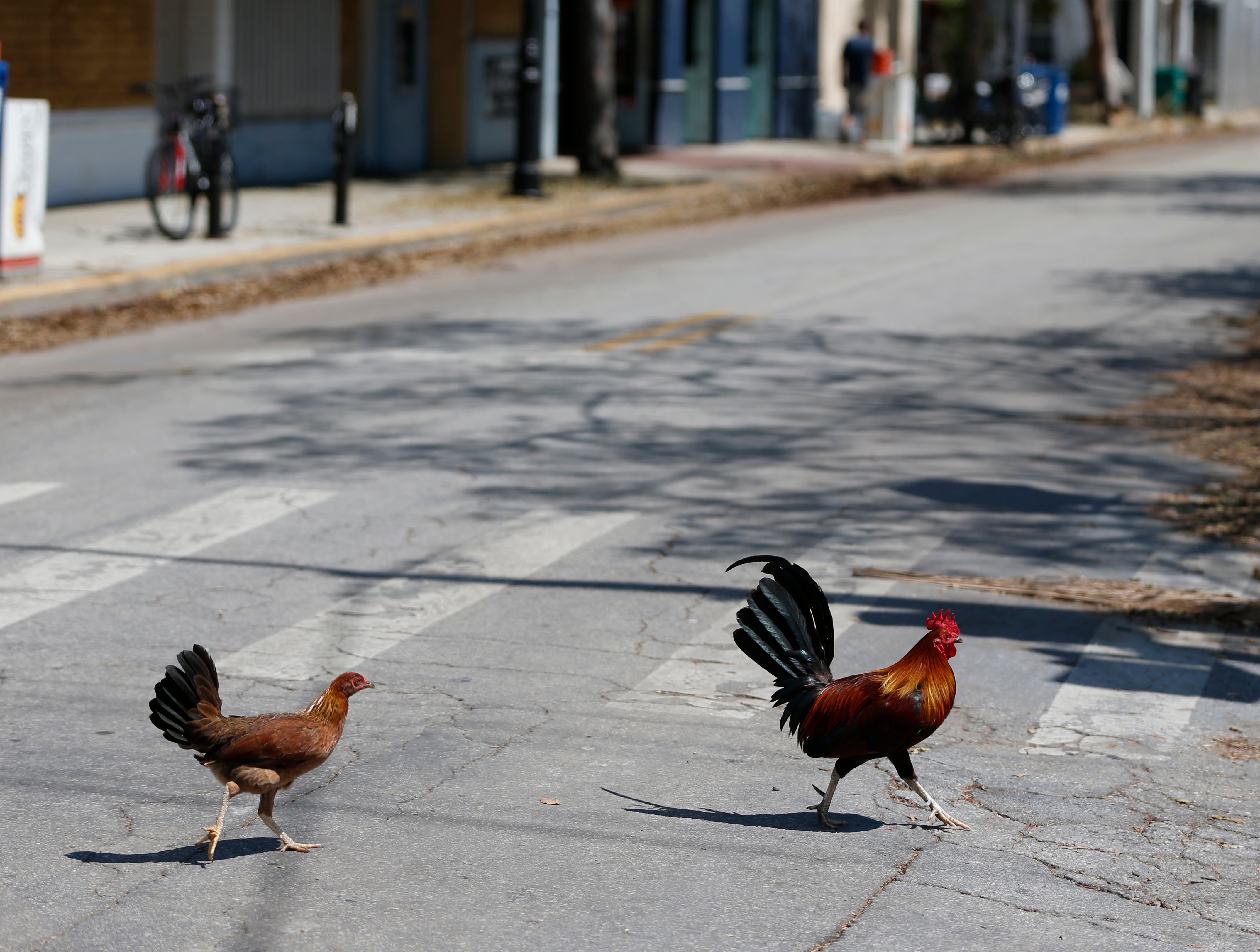 Key West-Chicken Ordinance