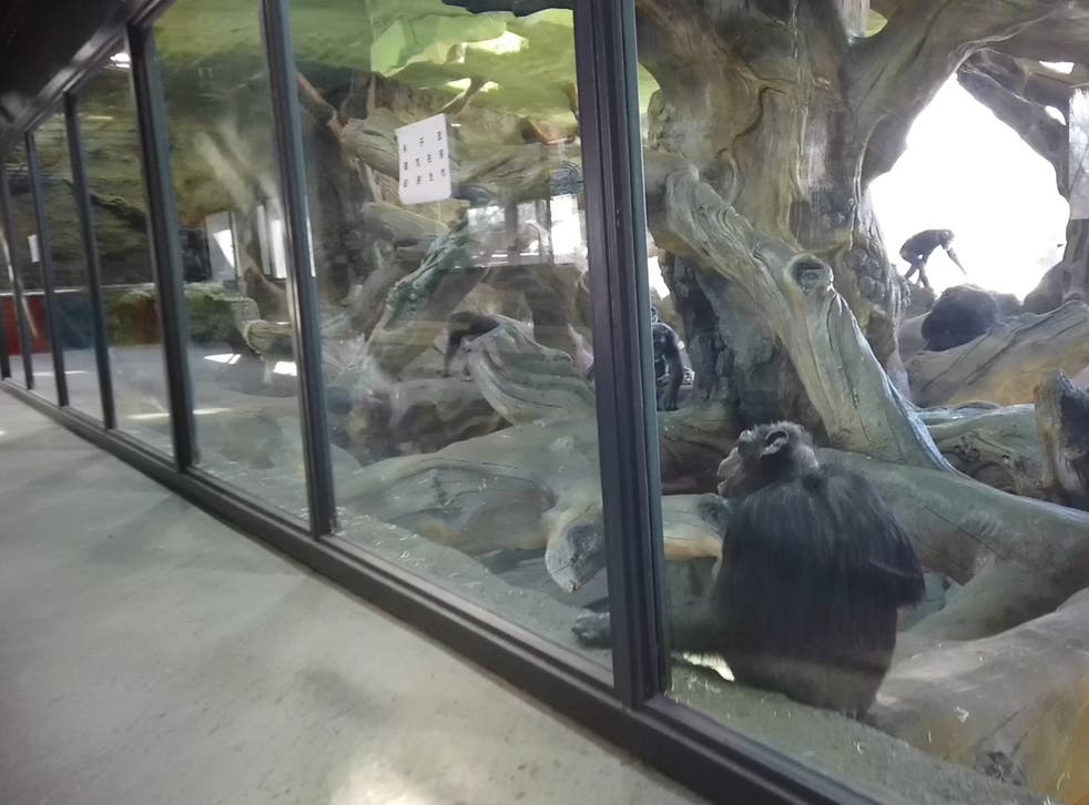 Chimps are held in a barren display case at Bejing Wildlife Park