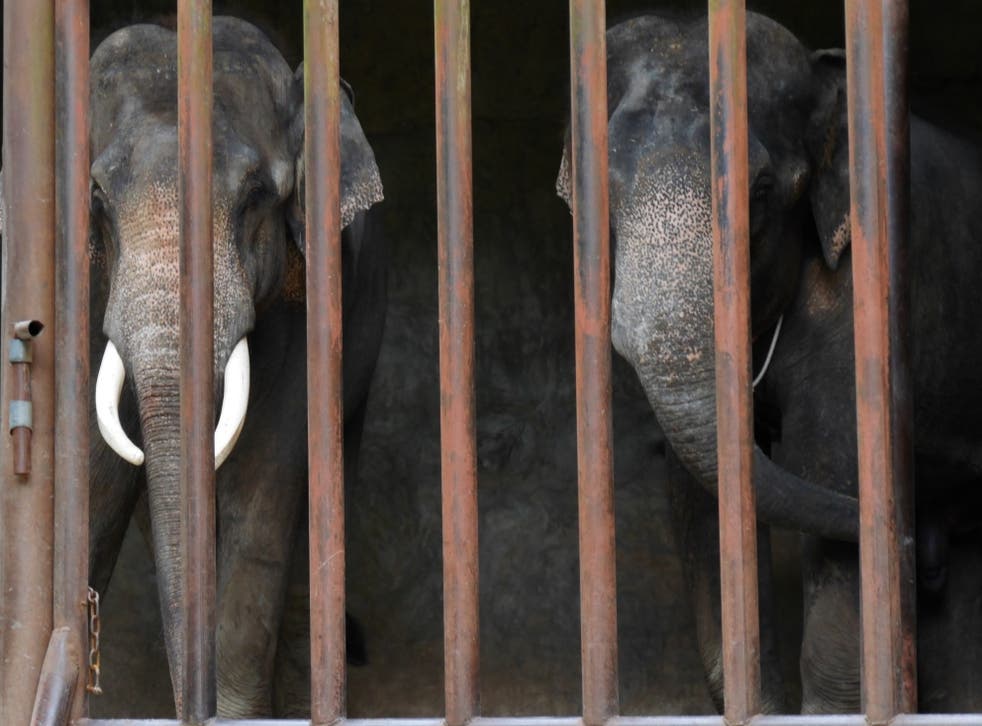 Caged elephants in China 