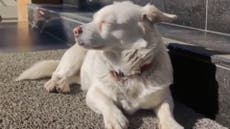 Devoted dog spends days outside hospital waiting for owner