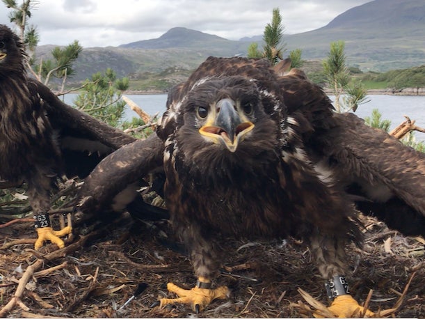 Young white-tailed eagles in a nest in Scotland