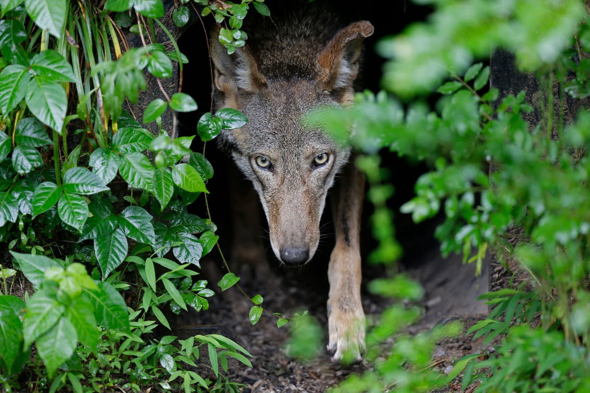 Judge orders plan for releasing more red wolves into wild North