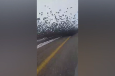 Hundreds of starlings block road in Turkey