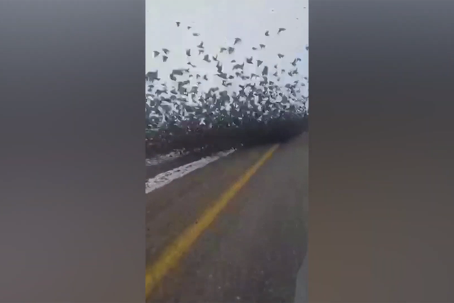 <p>Flock of starlings cause a roadblock</p>