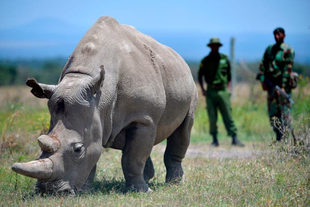 <p>A rhino grazes at the Ol Pejeta Conservancy in Nanyuki, 90 miles north of the Kenyan capital, Nairobi</p>