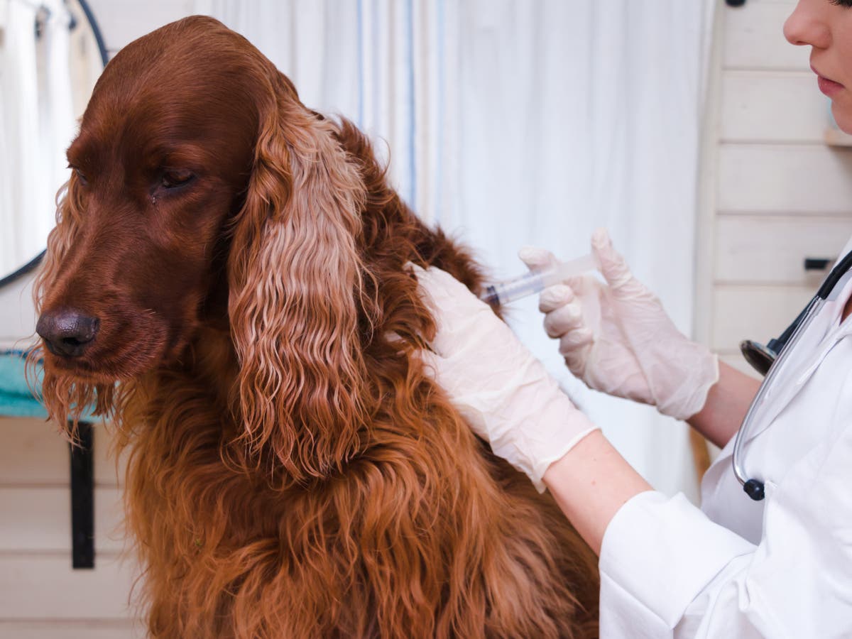 are vaccines safe for dogs
