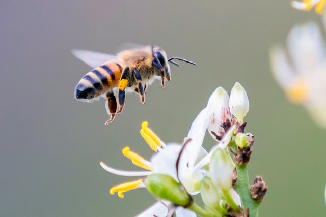 Around a third of wild bees are in decline in the UK