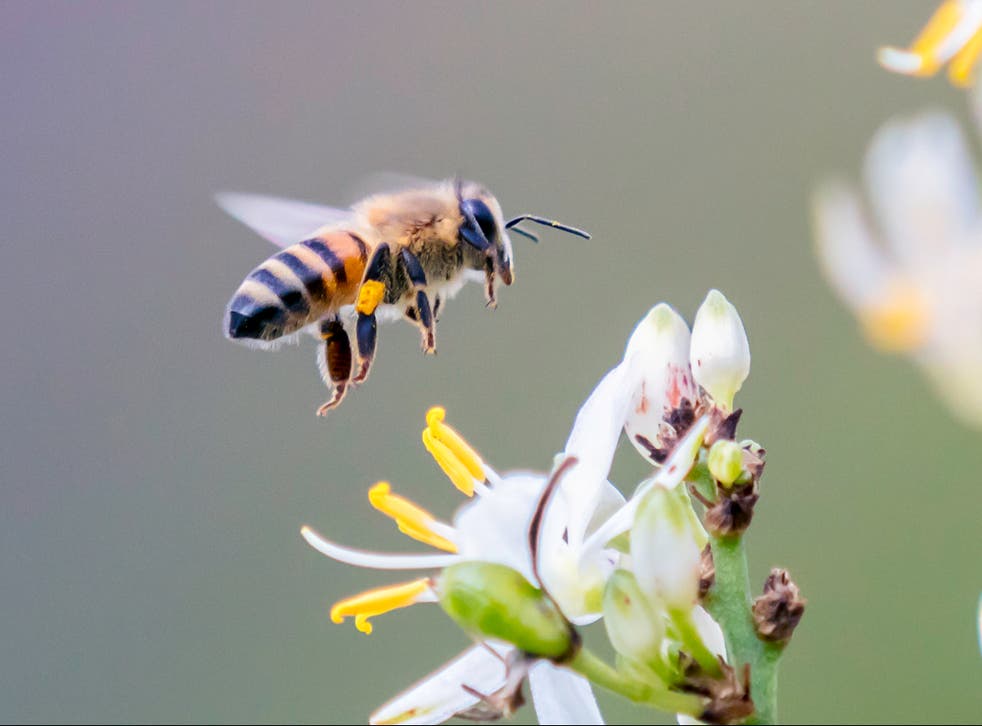 Around a third of wild bees are in decline in the UK