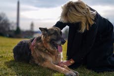 President Biden’s dogs Major and Champ have moved into the White House