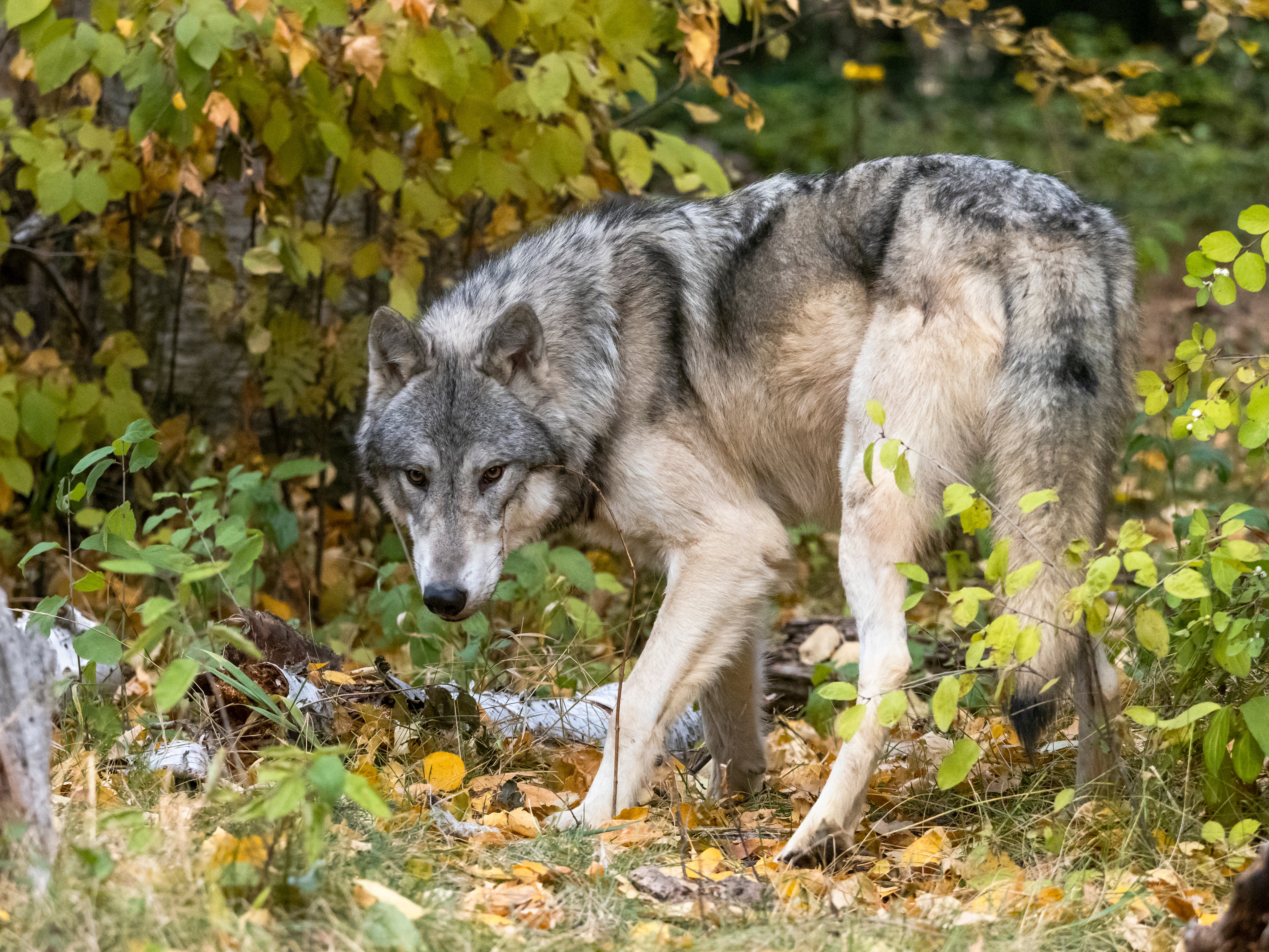 Wolf origin dog outlet food