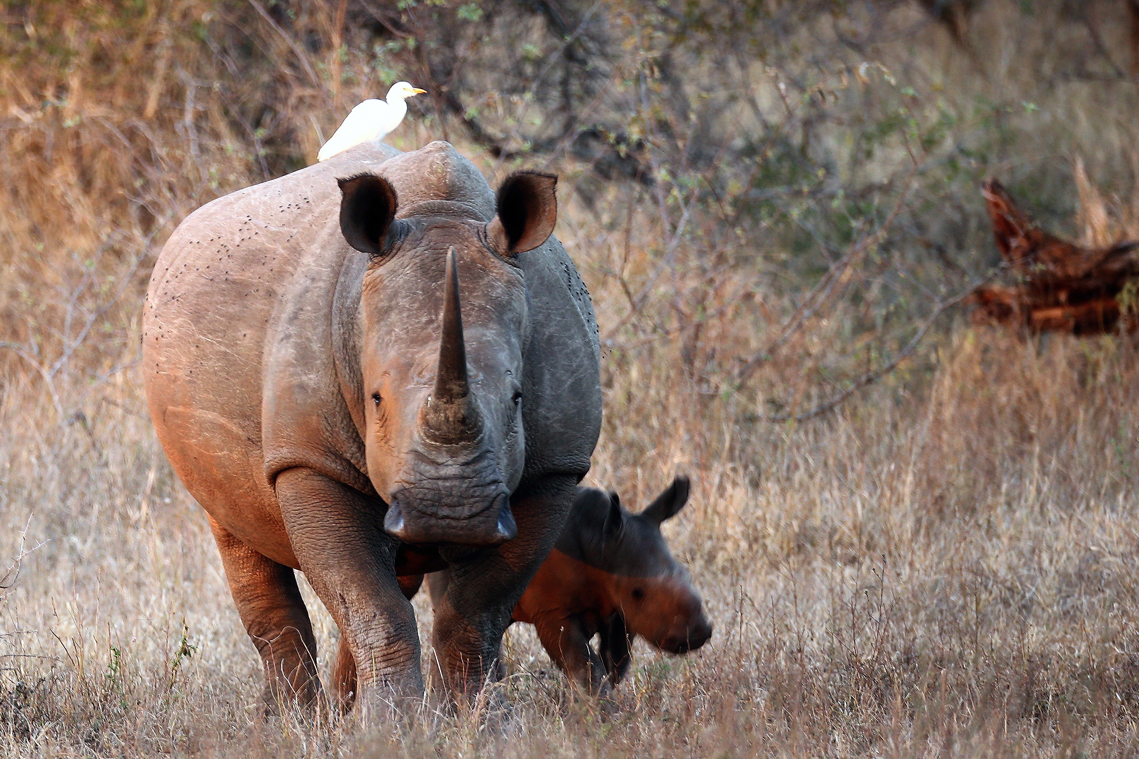 On 7 July 2013, Lower Sabi, walking with a newborn white rhinoceros at Krurgar National Park in South Africa.