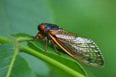 Billions of cicadas set to descend on major US cities