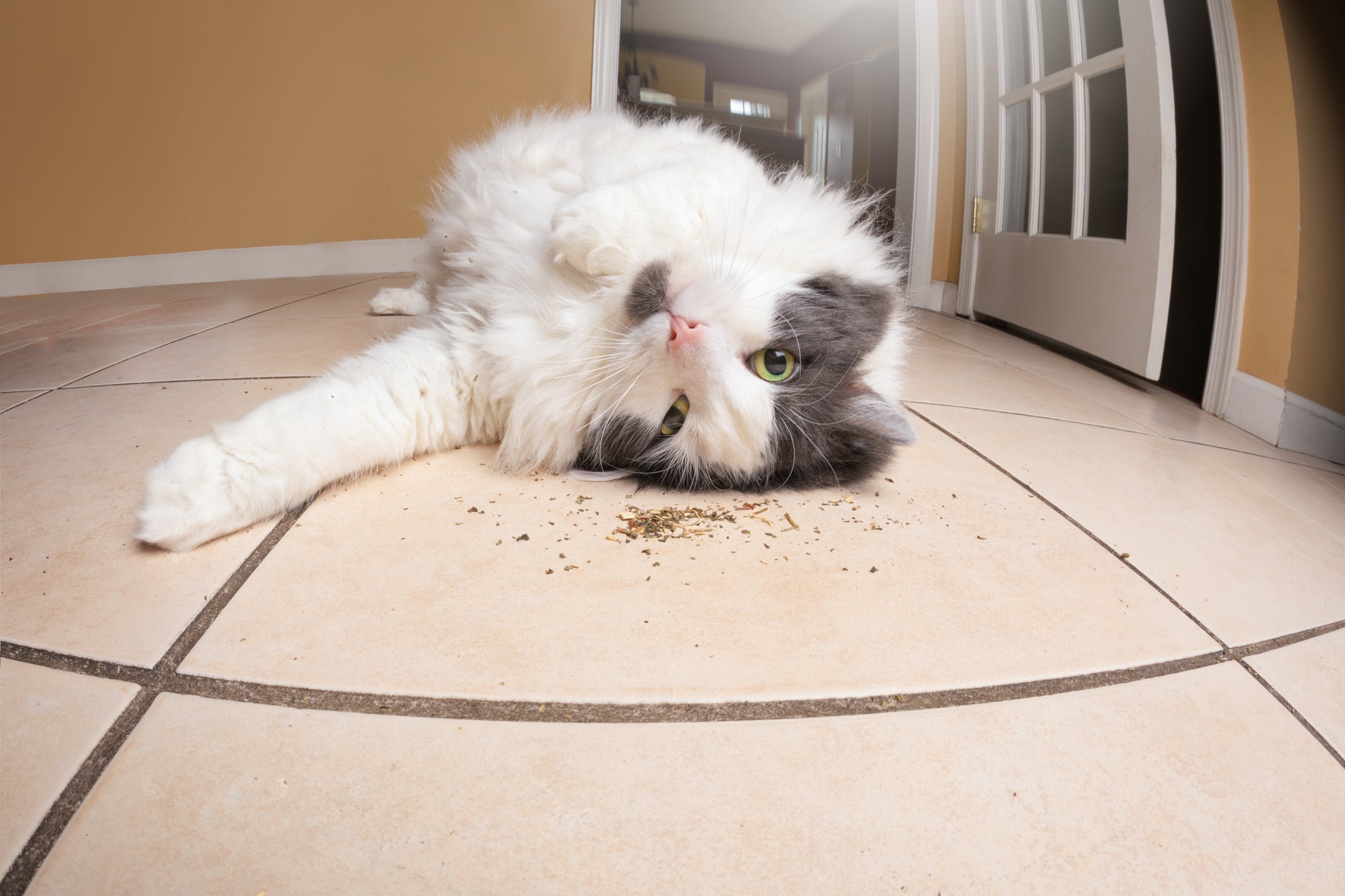 A house cat twined around a twig of silver vine may enjoy an ecstatic rush