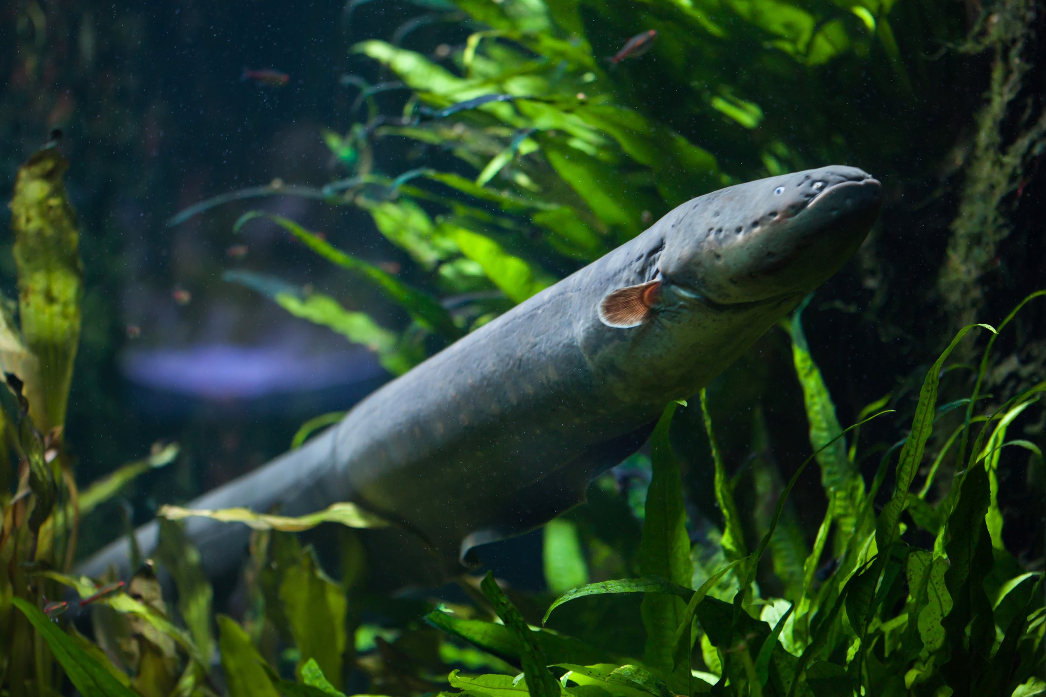 A new study overturns the idea that electric eels are exclusively solitary predators