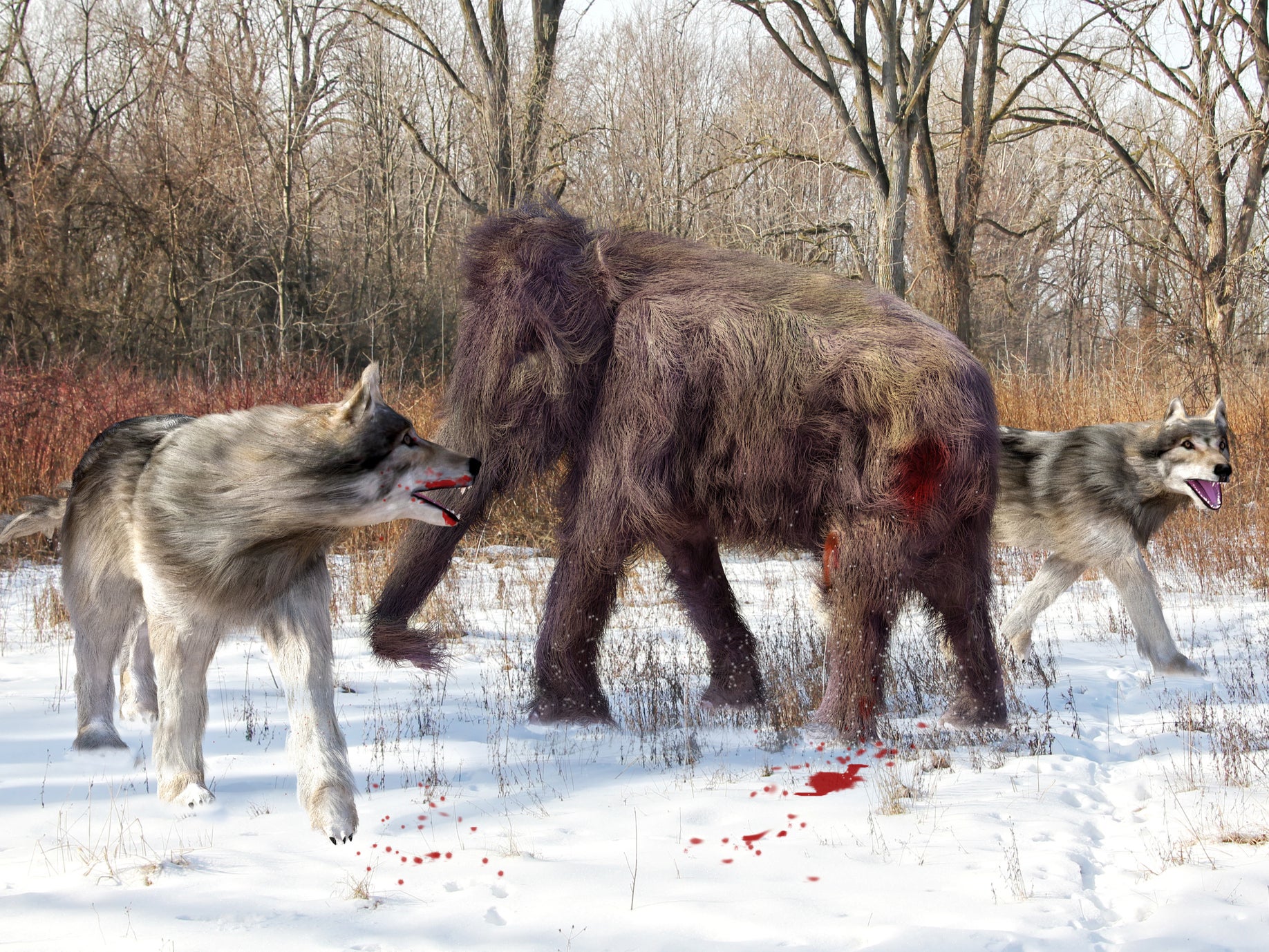 The dire wolf was about 20 per cent larger on average than the grey wolf