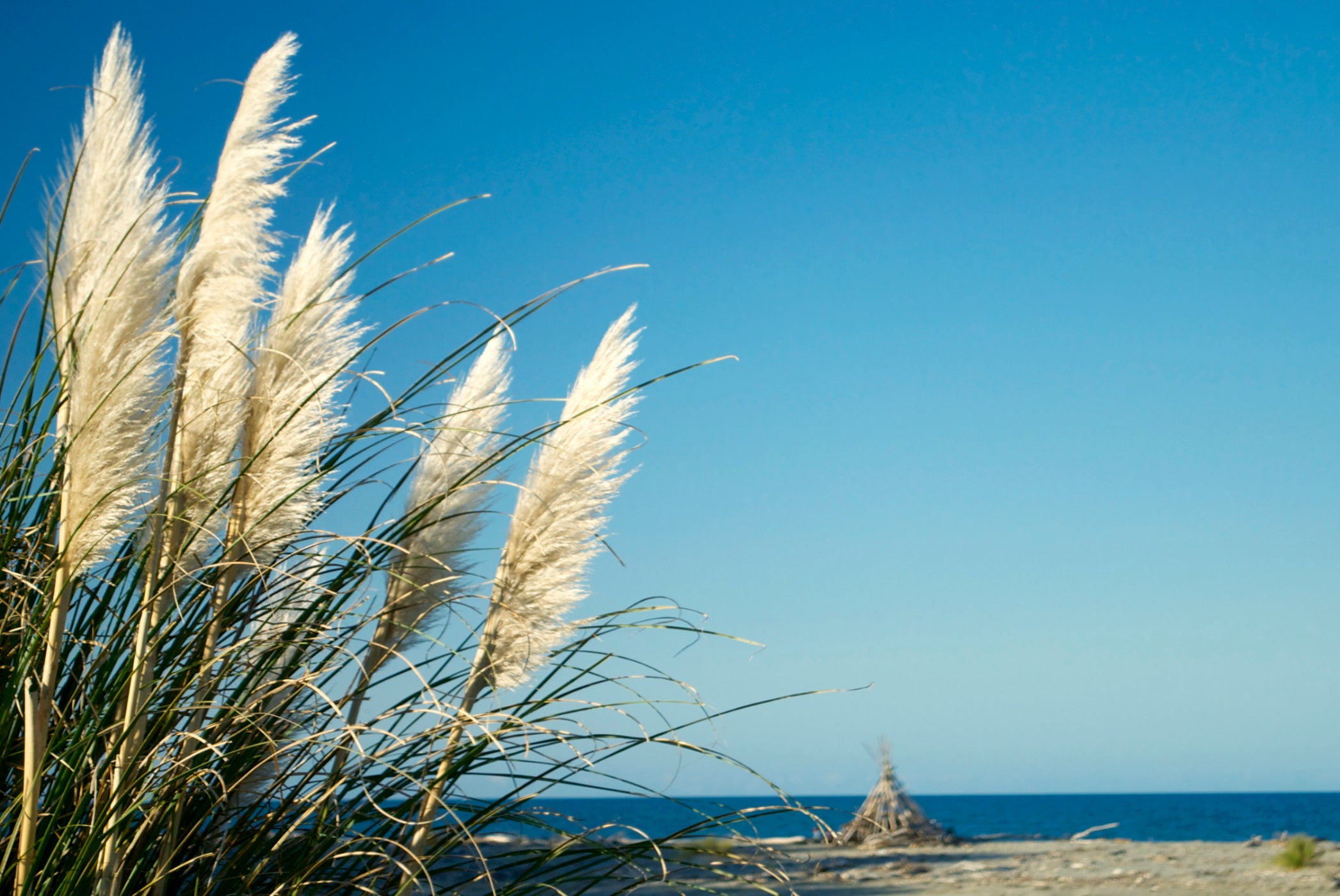 People told not to steal pampas grass from UK beaches as the plant becomes Instagram favourite The Independent