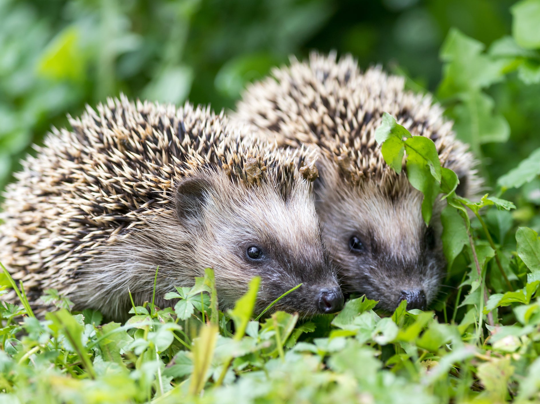The UK’s hedgehog numbers may have collapsed by as much as 97 per cent since the 1950s, research has suggested