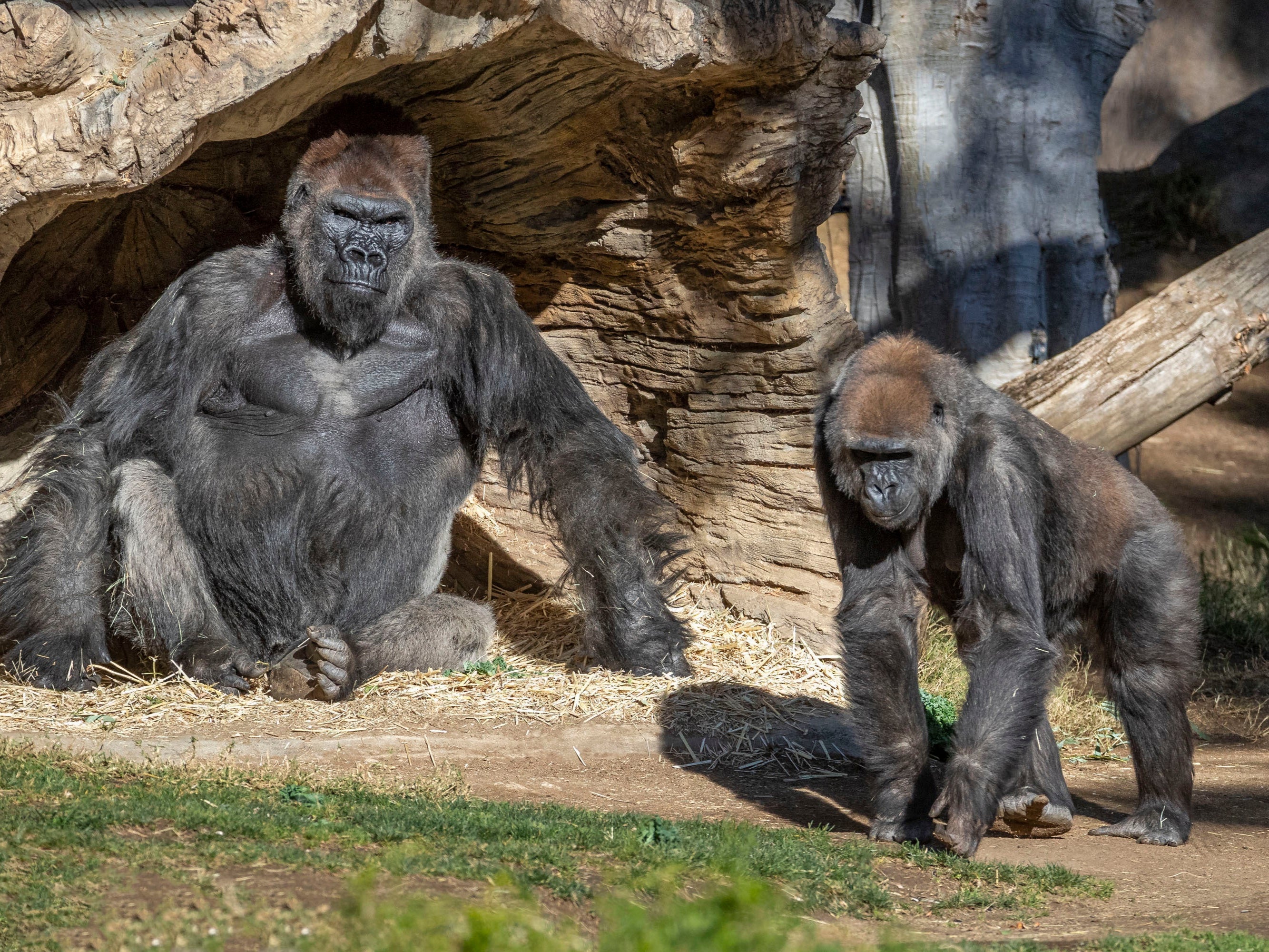 The gorilla troop at the San Diego Zoo Safari Park in Escondido, California.&nbsp;