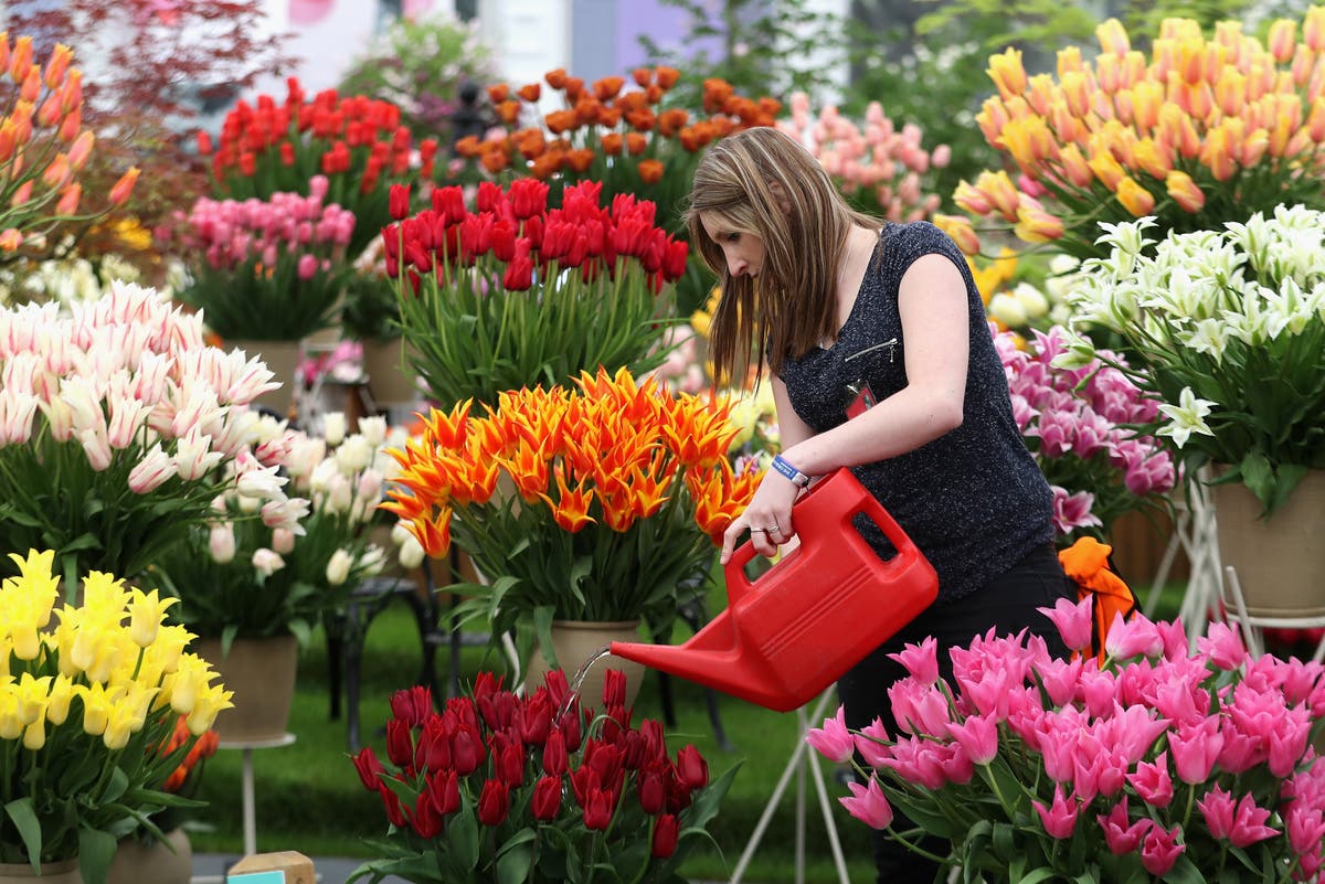 Chelsea Flower Show pushed back to autumn for first time ever