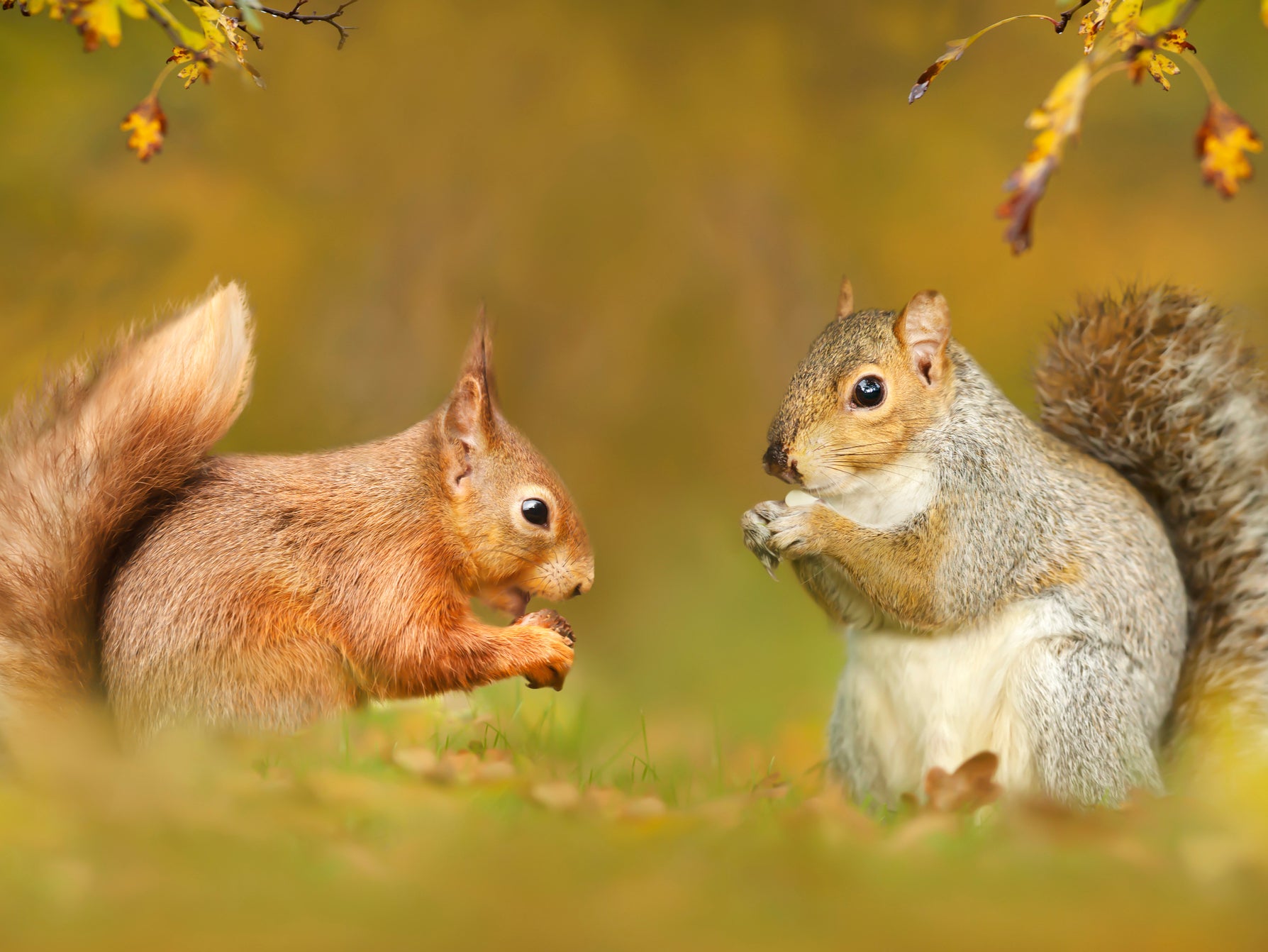 Grey squirrels pass on the fatal ‘squirrel pox’ to red squirrels