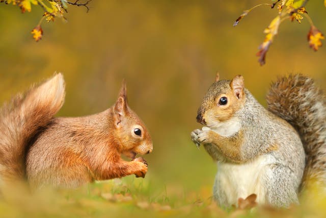 Grey squirrels pass on the fatal ‘squirrel pox’ to red squirrels