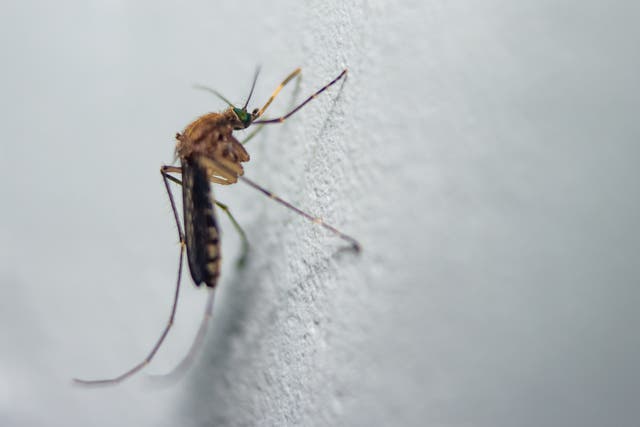 <p>Mosquito chupador de sangre cerca disparo macro. También conocido como mosquito Culiseta annulata en hoja verde. Se propaga el dengue, el chikungunya, el mayaro y la fiebre amarilla.</p>