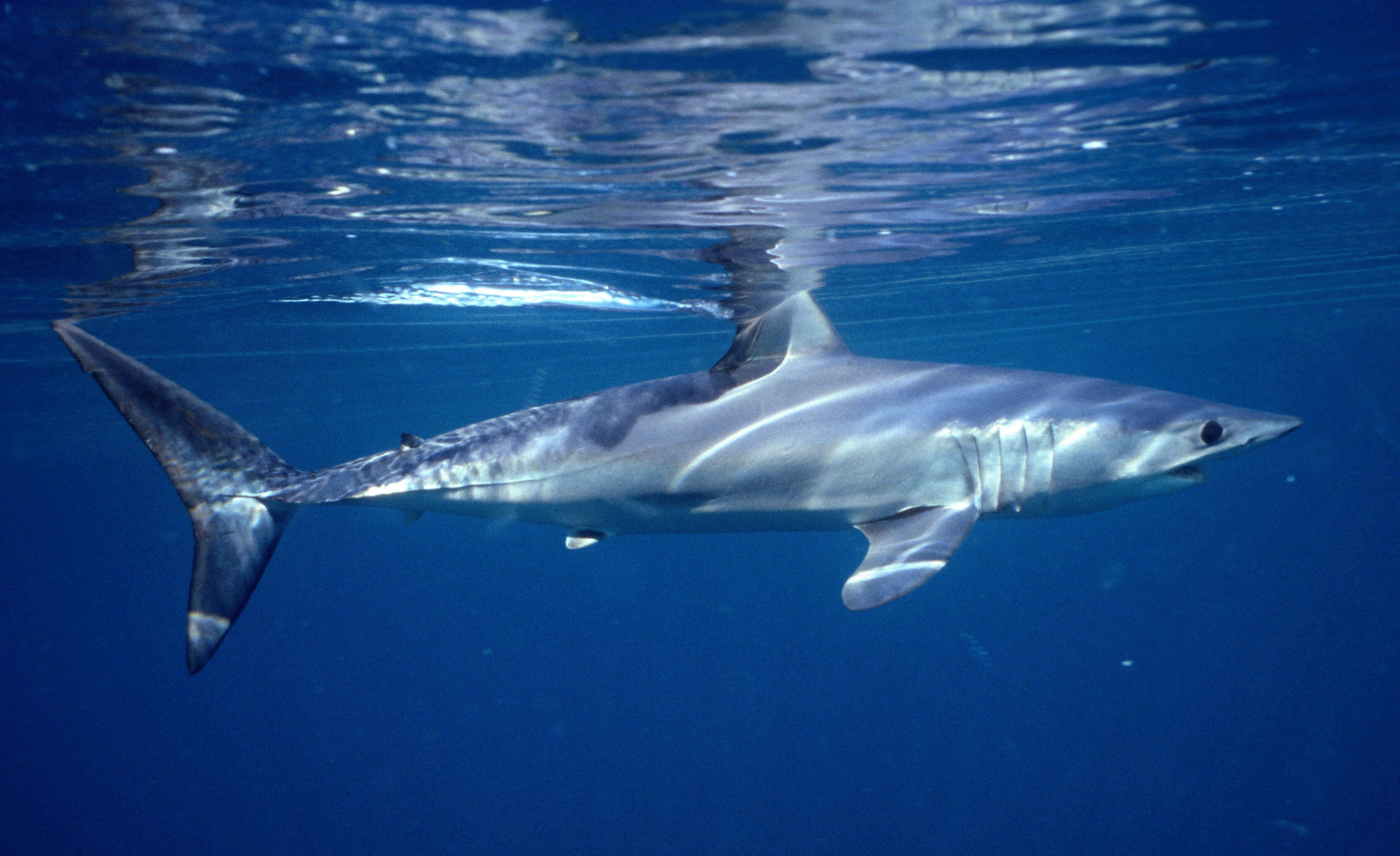 Акула мако опасна ли для человека. Акула мако. Длинноперая акула мако. Акула мако Шарк. Серо голубая акула мако.