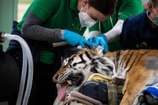 Tiger in Chicago-area zoo undergoes second hip surgery