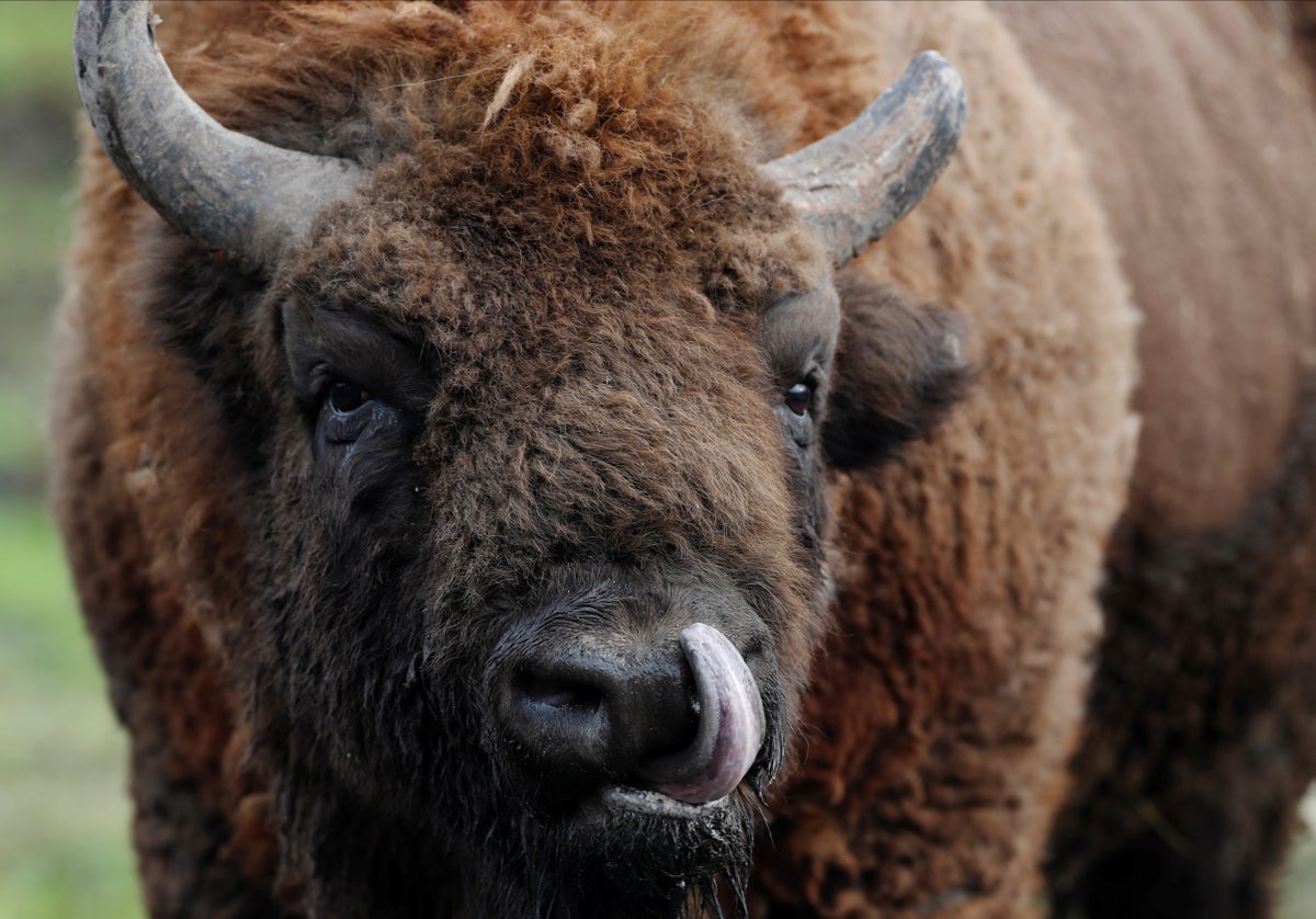 Bison gores woman and tosses her 10 feet in the air after she approached it at Yellowstone National Park