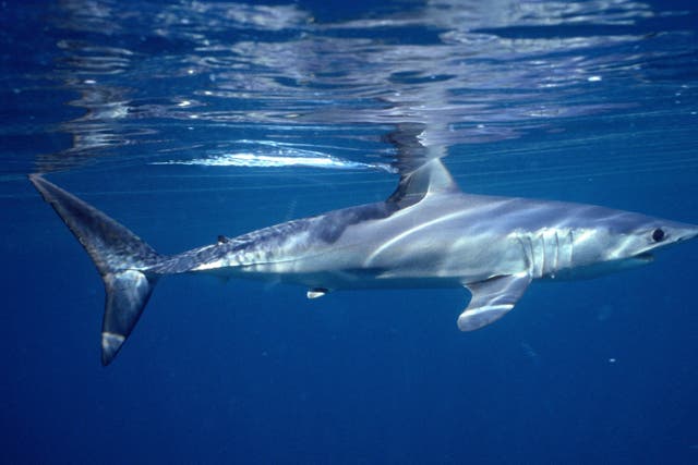 <p>Shark and ray populations plunged by 71.1% between 1970 and 2018</p>
