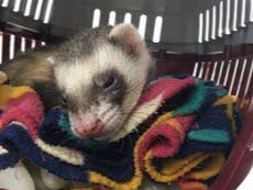 Pet ferret survives going through full wash cycle