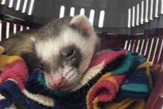 Pet ferret survives going through full wash cycle