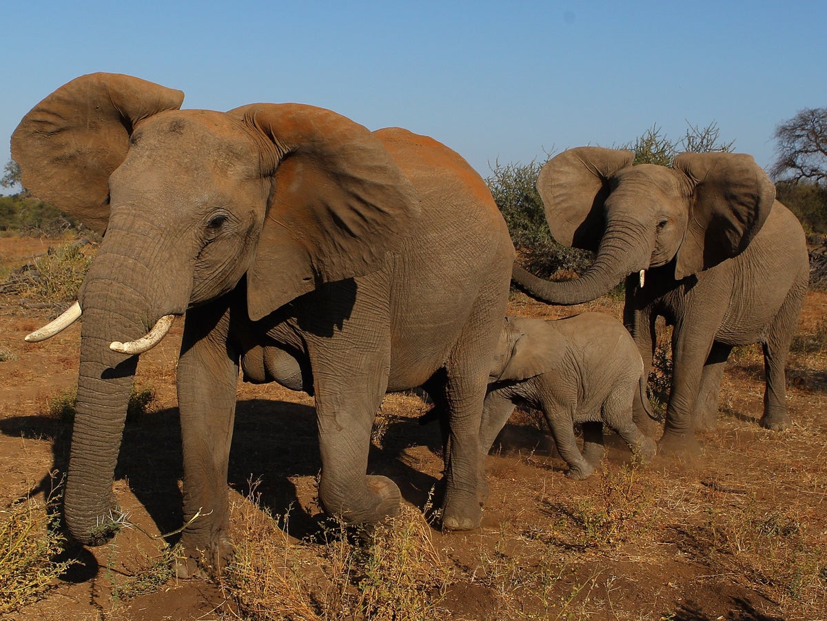 crime Sale of African elephants linked to corruption, critics | The Independent
