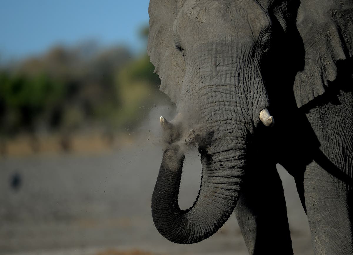 Botswana investigates 11 new elephant deaths