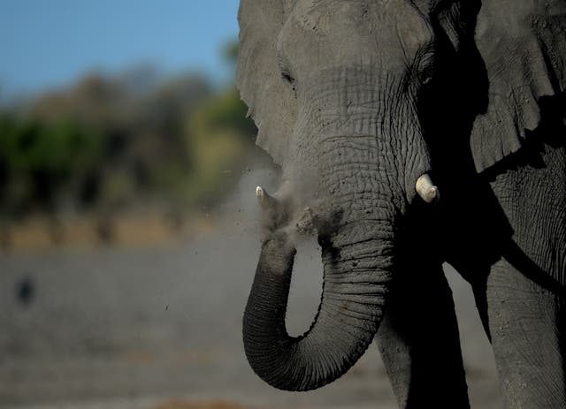 An elephant stands in one of the channel of the wildlife reach Okavango Delta near the Nxaraga village in the outskirt of Maun, on 28 September 2019. Botswana is investigating the deaths of 11 elephants at one of its game reserves.