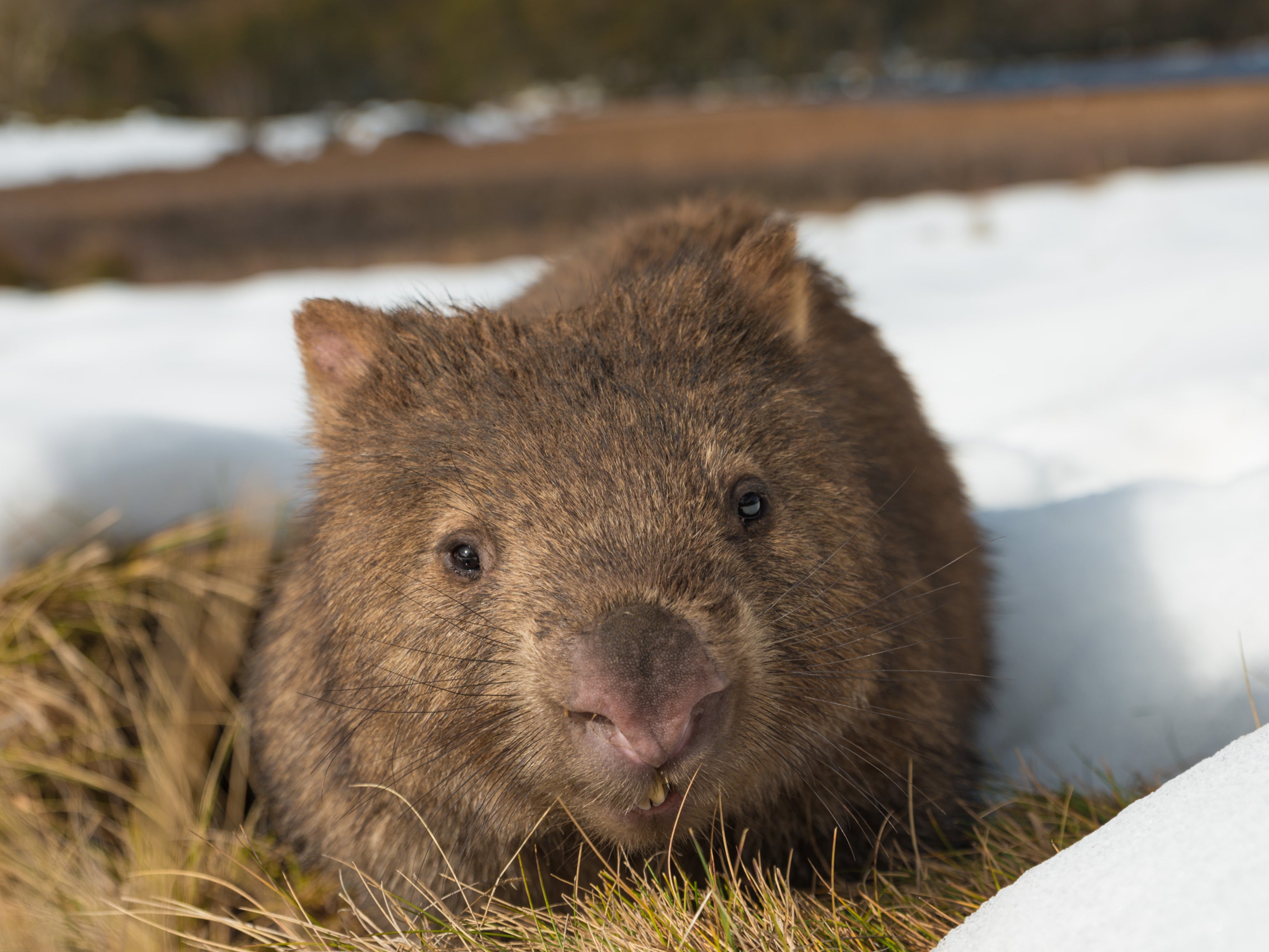 Squaring the circle: wombat droppings come with eight corners