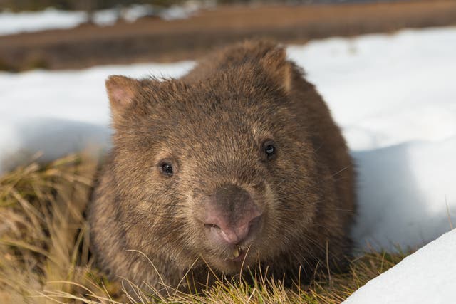 Squaring the circle: wombat droppings come with eight corners
